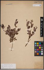 Foto von Salix aurita L. x Salix myrtilloides L.